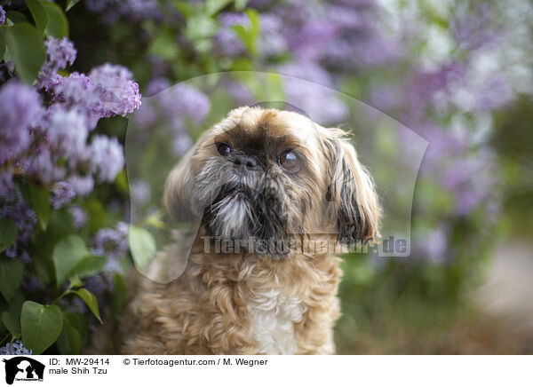 Shih Tzu Rde / male Shih Tzu / MW-29414