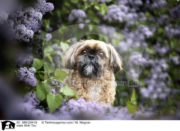 Shih Tzu Rde / male Shih Tzu / MW-29418