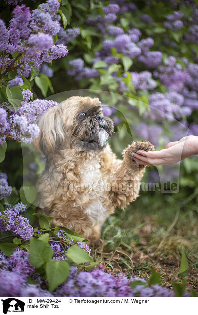 male Shih Tzu / MW-29424