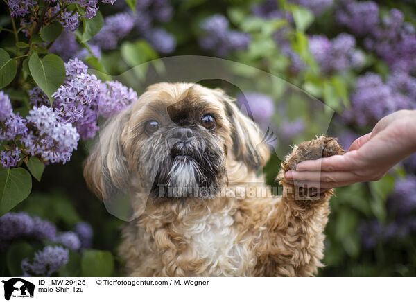 Shih Tzu Rde / male Shih Tzu / MW-29425