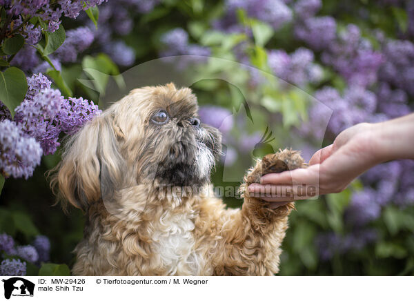 Shih Tzu Rde / male Shih Tzu / MW-29426