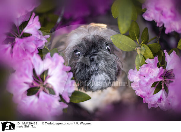 Shih Tzu Rde / male Shih Tzu / MW-29433