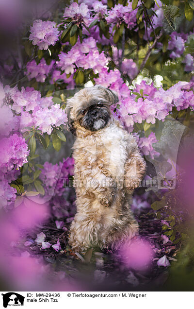 Shih Tzu Rde / male Shih Tzu / MW-29436