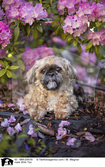 Shih Tzu Rde / male Shih Tzu / MW-29439