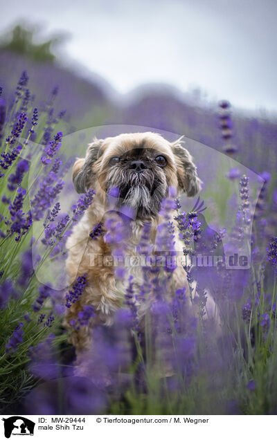 Shih Tzu Rde / male Shih Tzu / MW-29444