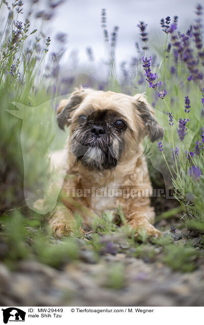 Shih Tzu Rde / male Shih Tzu / MW-29449