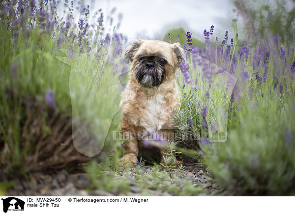 Shih Tzu Rde / male Shih Tzu / MW-29450