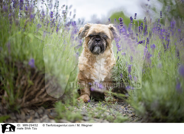 Shih Tzu Rde / male Shih Tzu / MW-29452