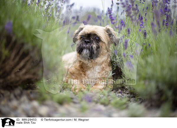 Shih Tzu Rde / male Shih Tzu / MW-29453