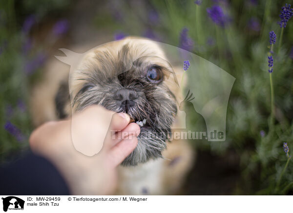 Shih Tzu Rde / male Shih Tzu / MW-29459