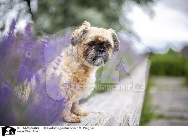 Shih Tzu Rde / male Shih Tzu / MW-29463