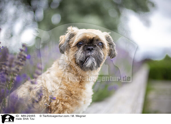 Shih Tzu Rde / male Shih Tzu / MW-29465