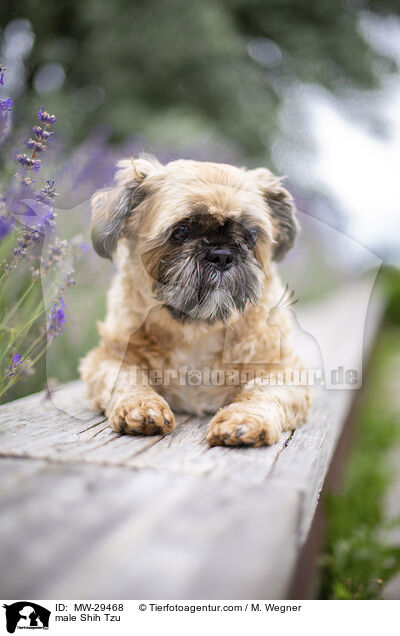 Shih Tzu Rde / male Shih Tzu / MW-29468