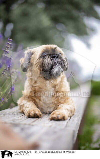 Shih Tzu Rde / male Shih Tzu / MW-29470