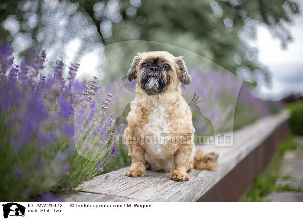 Shih Tzu Rde / male Shih Tzu / MW-29472