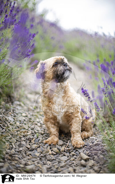 Shih Tzu Rde / male Shih Tzu / MW-29474