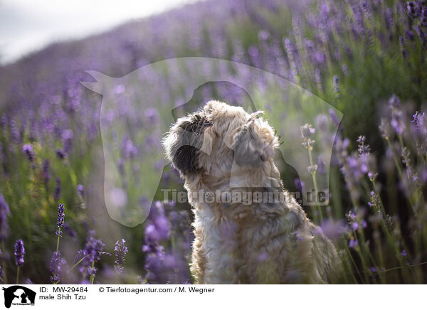 Shih Tzu Rde / male Shih Tzu / MW-29484