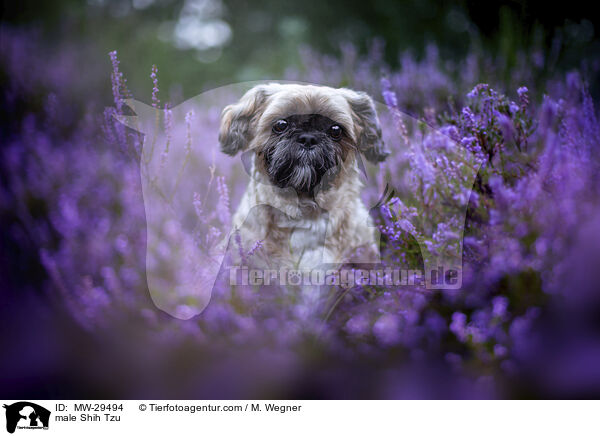 Shih Tzu Rde / male Shih Tzu / MW-29494