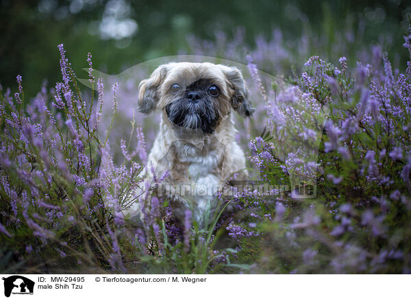 Shih Tzu Rde / male Shih Tzu / MW-29495