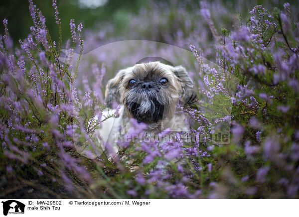 Shih Tzu Rde / male Shih Tzu / MW-29502