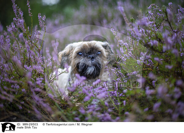 Shih Tzu Rde / male Shih Tzu / MW-29503