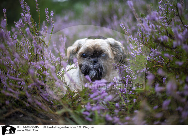 Shih Tzu Rde / male Shih Tzu / MW-29505