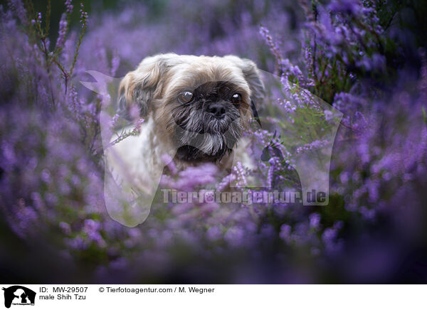 Shih Tzu Rde / male Shih Tzu / MW-29507