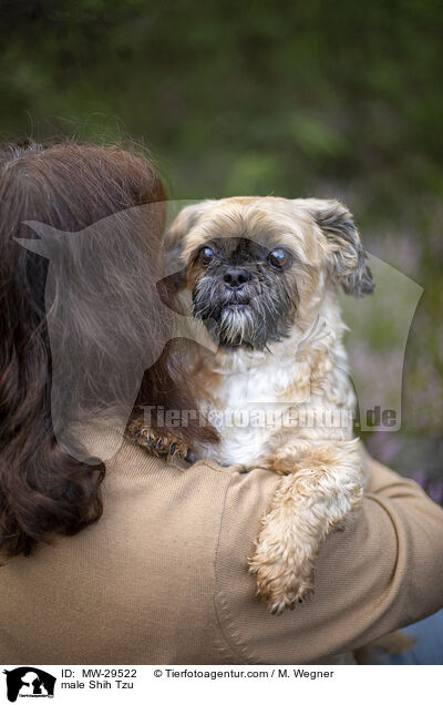 Shih Tzu Rde / male Shih Tzu / MW-29522