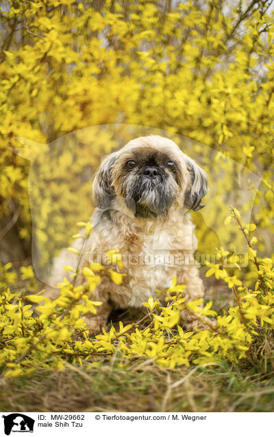 Shih Tzu Rde / male Shih Tzu / MW-29662