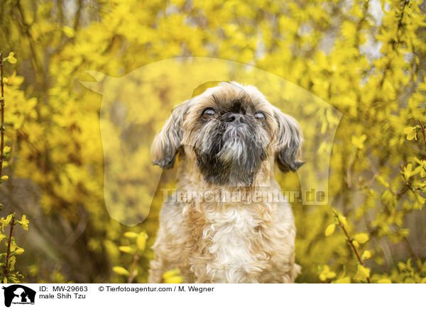 Shih Tzu Rde / male Shih Tzu / MW-29663