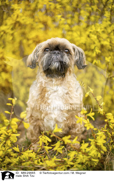 Shih Tzu Rde / male Shih Tzu / MW-29665