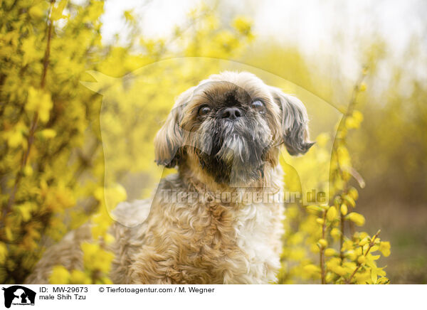 Shih Tzu Rde / male Shih Tzu / MW-29673