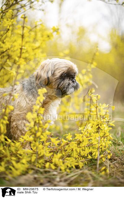 Shih Tzu Rde / male Shih Tzu / MW-29675