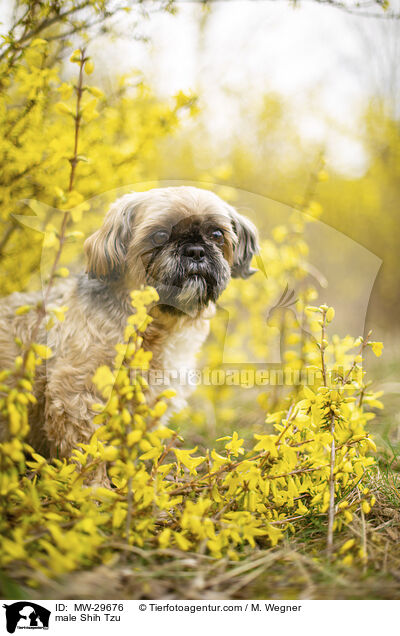 Shih Tzu Rde / male Shih Tzu / MW-29676