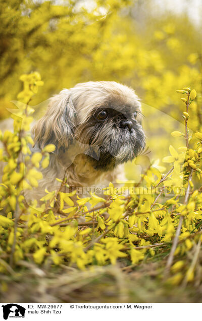 Shih Tzu Rde / male Shih Tzu / MW-29677