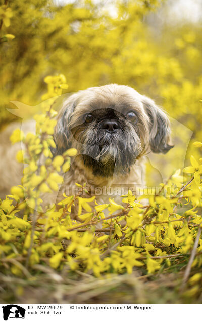 Shih Tzu Rde / male Shih Tzu / MW-29679