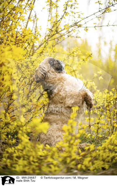 Shih Tzu Rde / male Shih Tzu / MW-29687