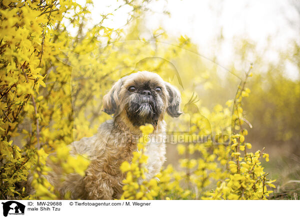 Shih Tzu Rde / male Shih Tzu / MW-29688