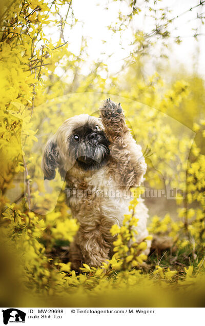 Shih Tzu Rde / male Shih Tzu / MW-29698