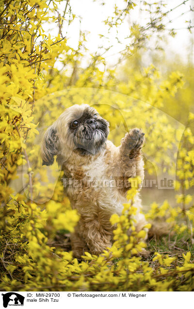 Shih Tzu Rde / male Shih Tzu / MW-29700