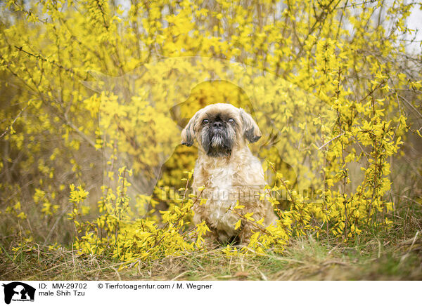 Shih Tzu Rde / male Shih Tzu / MW-29702