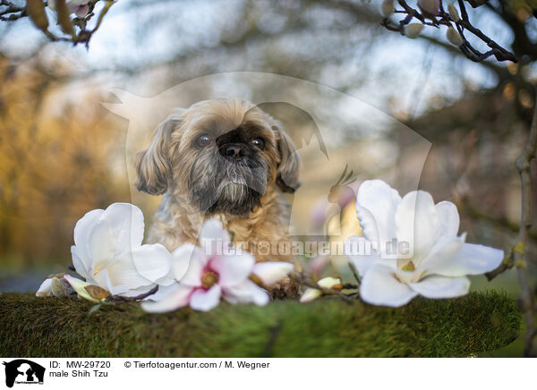 Shih Tzu Rde / male Shih Tzu / MW-29720