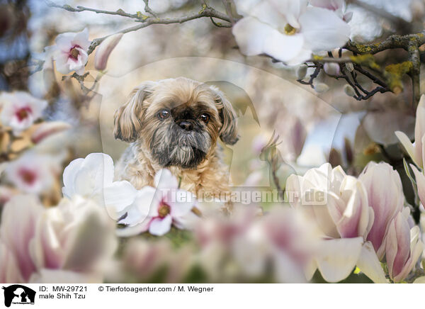 Shih Tzu Rde / male Shih Tzu / MW-29721