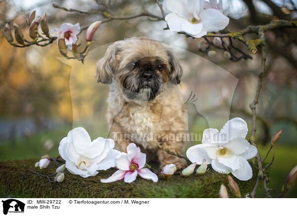 Shih Tzu Rde / male Shih Tzu / MW-29722