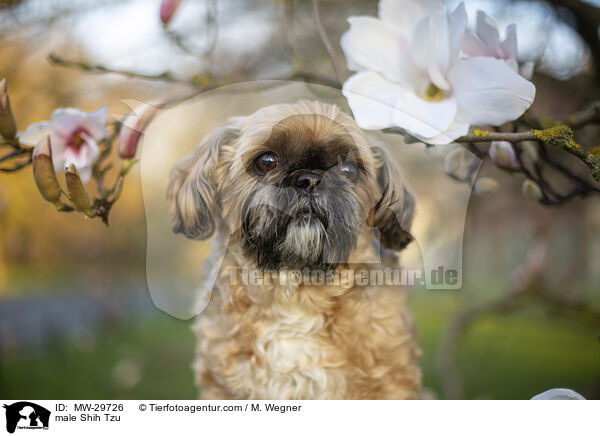 Shih Tzu Rde / male Shih Tzu / MW-29726