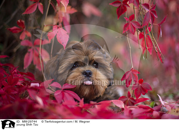 junger Shih Tzu / young Shih Tzu / MW-29744