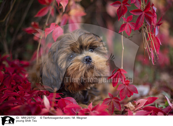 junger Shih Tzu / young Shih Tzu / MW-29752