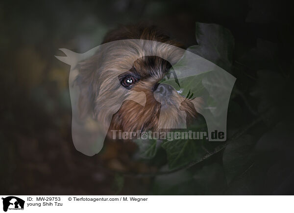 junger Shih Tzu / young Shih Tzu / MW-29753