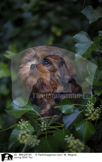 junger Shih Tzu / young Shih Tzu / MW-29755