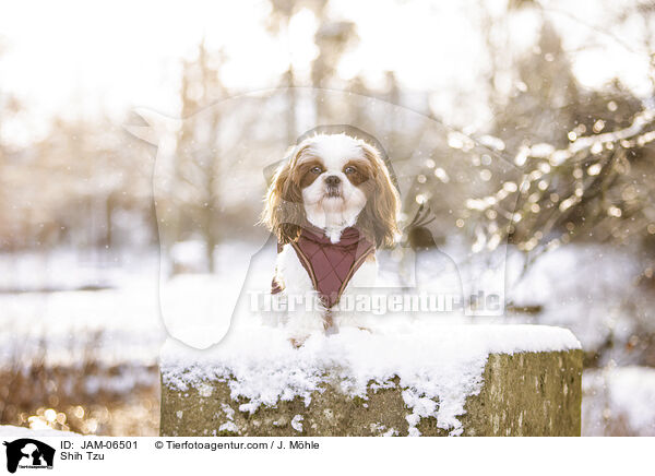 Shih Tzu / Shih Tzu / JAM-06501